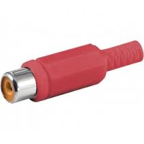 IMAGENES DE CLAVIJAS RCA HEMBRAS